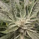 FastBuds Strawberry Pie Auto