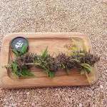 Youtube Grow Fastbuds 420