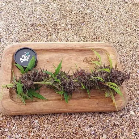 Youtube Grow Fastbuds 420