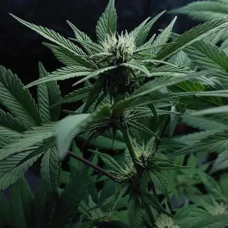 Youtube Grow Fastbuds 420