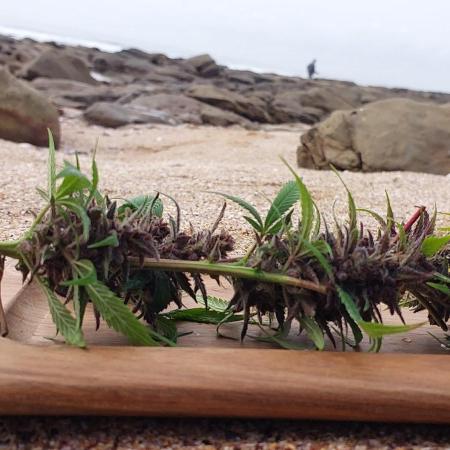 Youtube(Gone Wrong) Grow Fastbuds 420