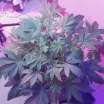 Youtube Grow Fastbuds 420