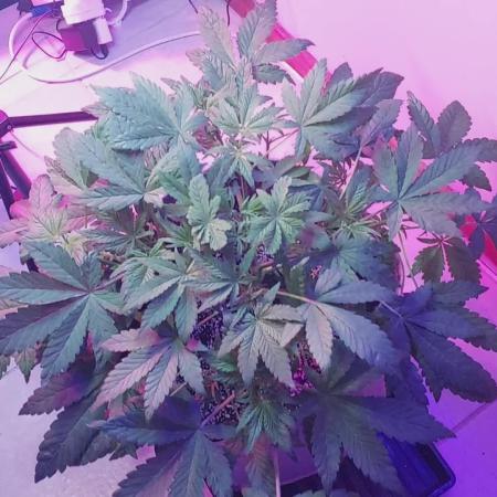 Youtube Grow Fastbuds 420