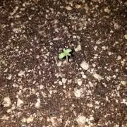 #GrowYourOwn