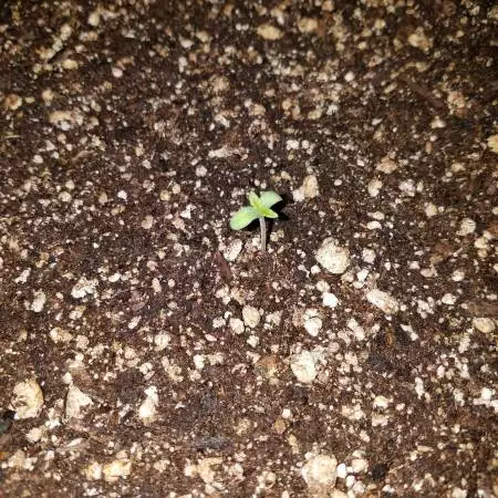 #GrowYourOwn