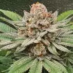 3 strains, first grow.