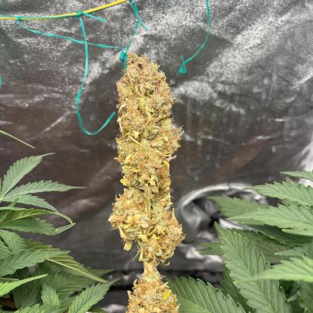 Jack Herrer (spainseeds.com)