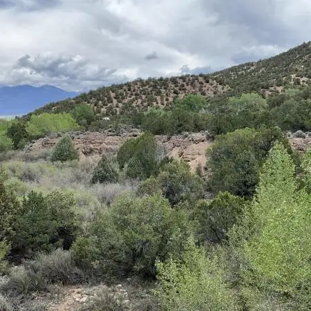 Gorilla Runtz Outdoor New Mexico 7000ft
