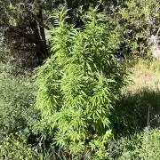 Gorilla Runtz Outdoor New Mexico 7000ft