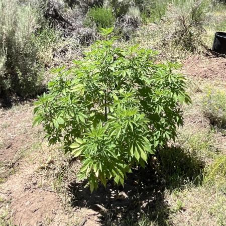 Pink Gorilla Outdoor New Mexico 7000 ft