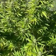 Pink Gorilla Outdoor New Mexico 7000 ft