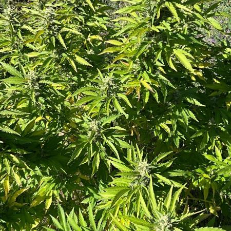 Pink Gorilla Outdoor New Mexico 7000 ft