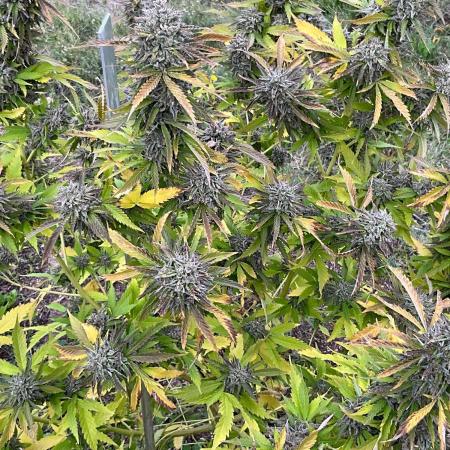 Gorilla Runtz Outdoor New Mexico 7000ft