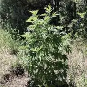 Gorilla Runtz Outdoor New Mexico 7000ft