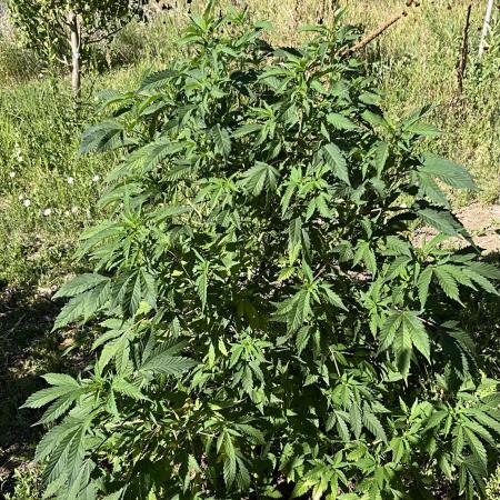 Gorilla Runtz Outdoor New Mexico 7000ft