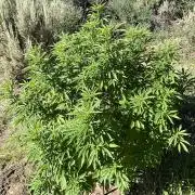 Pink Gorilla Outdoor New Mexico 7000 ft