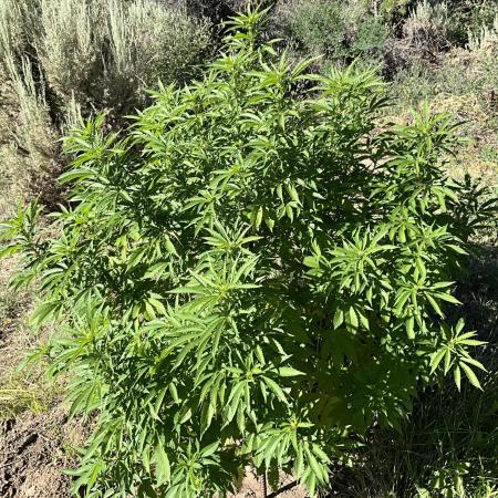 Pink Gorilla Outdoor New Mexico 7000 ft