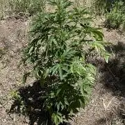 Gorilla Runtz Outdoor New Mexico 7000ft