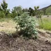 Pink Gorilla Outdoor New Mexico 7000 ft