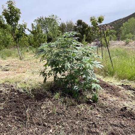 Pink Gorilla Outdoor New Mexico 7000 ft