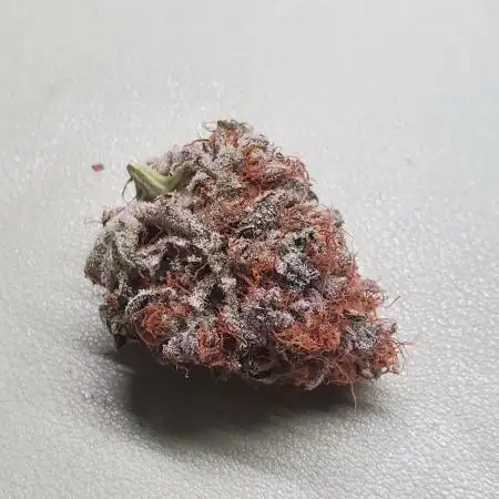 Greasy Grapes 2024