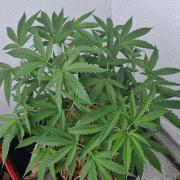 Strawberry Kush Outdoor 26