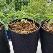 Strawberry Kush Outdoor 26