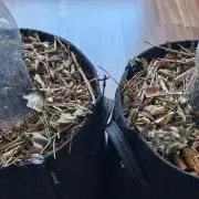 Sensi Seeds Breeding Grounds Auto 26