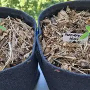 Sensi Seeds Breeding Grounds Auto 26