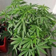 Strawberry Kush Outdoor 26