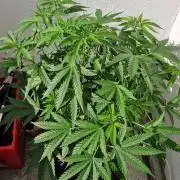 Strawberry Kush Outdoor 26