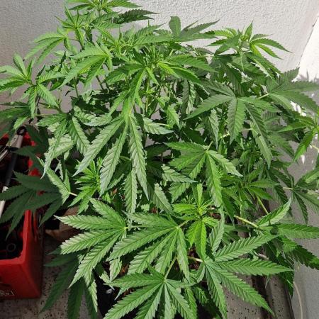 Strawberry Kush Outdoor 26