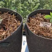 Sensi Seeds Breeding Grounds Auto 26