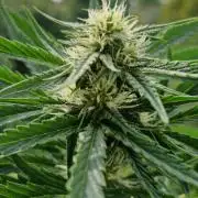 Sensi Seeds Breeding Grounds Auto 26
