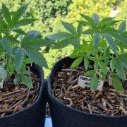 Sensi Seeds Breeding Grounds Auto 26