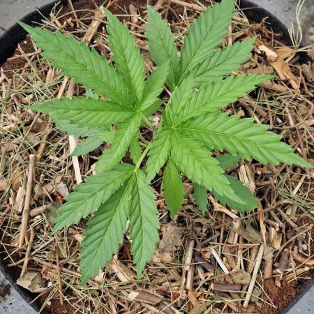 Strawberry Kush Outdoor 26