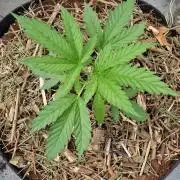 Strawberry Kush Outdoor 26