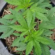 Strawberry Kush Outdoor 26