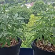 Sensi Seeds Breeding Grounds Auto 26