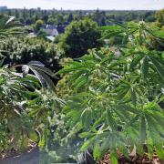 Sensi Seeds Breeding Grounds Auto 26