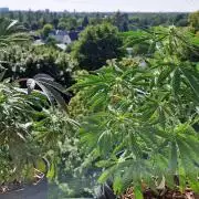 Sensi Seeds Breeding Grounds Auto 26