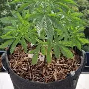 Sensi Seeds Breeding Grounds Auto 26