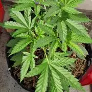 Strawberry Kush Outdoor 26