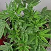 Strawberry Kush Outdoor 26