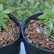 Sensi Seeds Breeding Grounds Auto 26