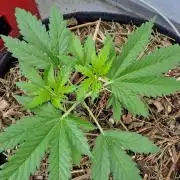 Strawberry Kush Outdoor 26