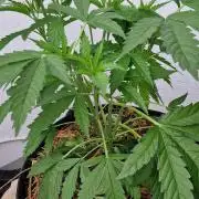 Strawberry Kush Outdoor 26