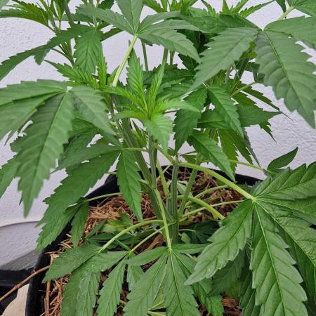 Strawberry Kush Outdoor 26