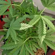 Strawberry Kush Outdoor 26