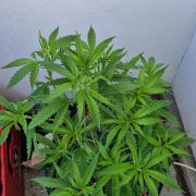 Strawberry Kush Outdoor 26